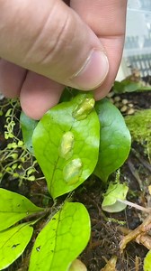Another day, another gummy froglet out of water! Pipsqueak, the little gummy froglet, officially has a second sibling out of water 🐸! Captive-bred Northern Glass or Fleischmann’s Glass frog (Hyalinobatrachium fleischmanni). This is an exciting milestone for me and my frog keeping, and I’m looking forward to raising more of these little frogs as they continue to come out onto land! Glass frogs are fabulous little amphibians! These beautiful frogs get their common name due to the transparency of 
