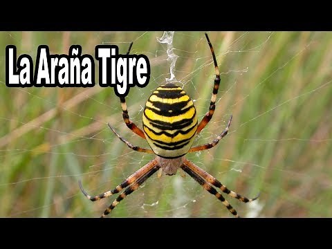 La Araña Tigre y La Tela de Araña