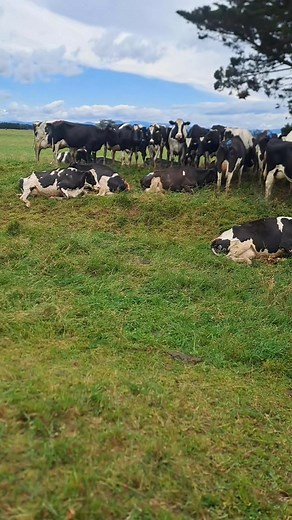 Just relaxing | Cow Man