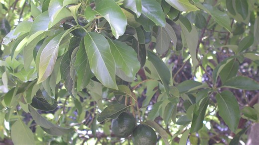Take steps to protect your avocado trees from laurel wilt | Sally Scalera