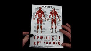 Muscles Female and Male Two View Anatomical Chart - Etsy