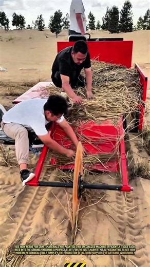 Planting Reed for Craft Material Using Specialized Machinery