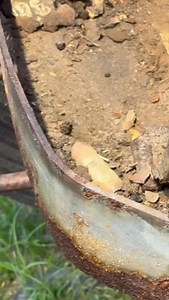 74 reactions | Using our Gripedge RPT Socket Extractor to remove a rounded out bolt on a Kubota L5030 tractor battery Tray. Our extractor is a straight-cut, non-tapered design that gives you bi-directional control to tighten and loosen to break seized fasteners free! #mechanic #extractor #handtools #automotiverepair #enginerepair | GripEdge Tools | Facebook