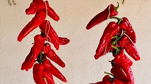 Drying Sweet Peppers – Italian Method