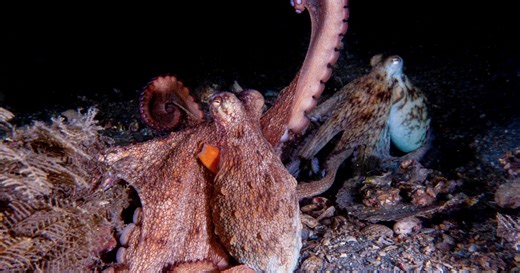 How to use 8 arms? Octopuses tend to explore with their front limbs