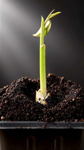 Growing Durian Tree From Seed Time Lapse – 120 Days