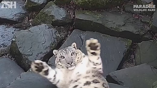 Snow leopard gets spooked by the new camera in her enclosure