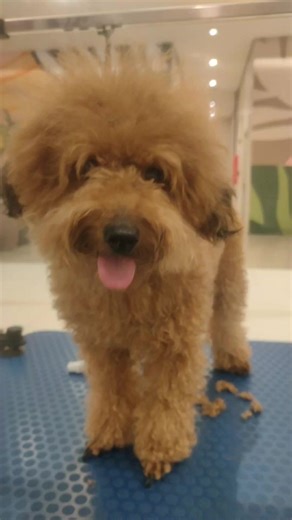 before and after for poodle bear cut #poodlesoftiktok #taguiggroomer #poodlelover #groomingdogsoftiktok