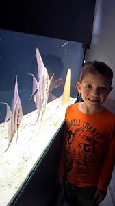 How to breed super giant angel fish 🐟 #angelfish #aquafranz #aquariumfish #angelfishtank #angelfishes #kahobby #freshwaterfish #fishkeepinglife | AquaFranz