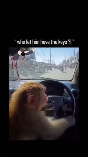 Lucky Clips on Instagram: "This video shows a monkey sitting at the steering wheel of a moving car, a scene that may look humorous online but actually highlights serious facts about animal behavior and road safety. Monkeys are highly intelligent and curious animals, capable of mimicking human actions, but they lack the cognitive ability, depth perception, impulse control, and motor coordination required for driving. Even a brief loss of human control can lead to fatal accidents, as vehicles trav