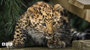 Amur leopards: Critically endangered cub takes its first steps outdoors