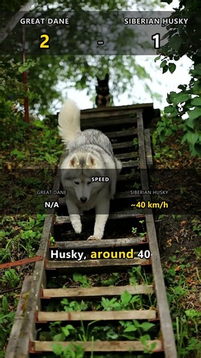 Great Dane vs Siberian Husky: Who Actually Wins?