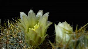 Download Cactus flower blooming time lapse. for free