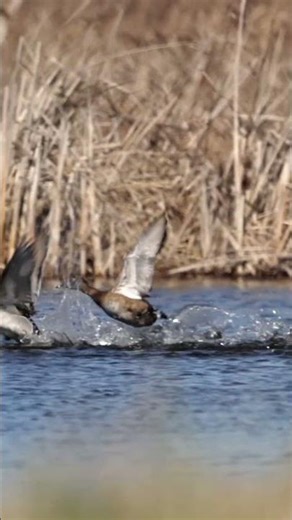 Running on Water | Ring-Necked Ducks (Slow Motion)