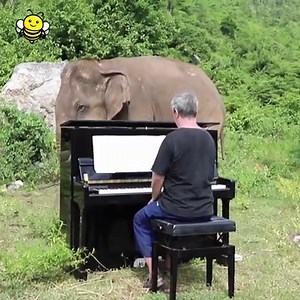 4.8M views · 5.8K reactions | This man has dedicated his days to playing the piano for these gentle giants  | Happiest | Facebook