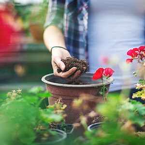 Qual a diferença entre terra, substrato e condicionador de solo? - Blog Leroy Merlin