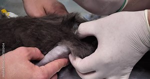 A veterinary anesthesiologist administers epidural anesthesia to an animal. The doctor inserts a catheter into the spine to anesthetize the nerves. Epidural anesthesia for an animal before surgery.