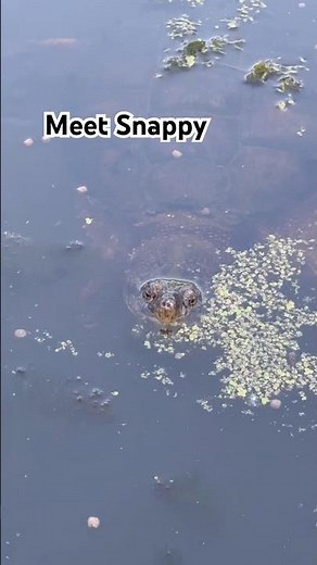 Feeding the snapping turtle in my pond