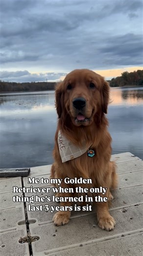 2.7K views · 473 reactions | We working on PAW. Give us two years and we will add to our arsenal of tricks ☺️☺️☺️ • • #dog #goldenretriever #reels #funny #dogdad #fyp | Adventuresofteddyleoandduke | Facebook