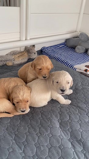 The cuteness of a groodle on day 17! #puppiesoftiktok #groodlesaustralia #perthwesternaustralia #perthpuppies #goldendoodle #perthdogfriendly #litterofpuppies #puppylovers #puppydog #puppytiktok #puppylove #groodle #groodlepuppy #groodlepuppies #groodlesoftiktok