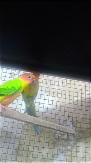 #music #viral #birds #shortvideo #parrot #viralvideo #video #yt #youtubeshorts#youtube #youtubevideo