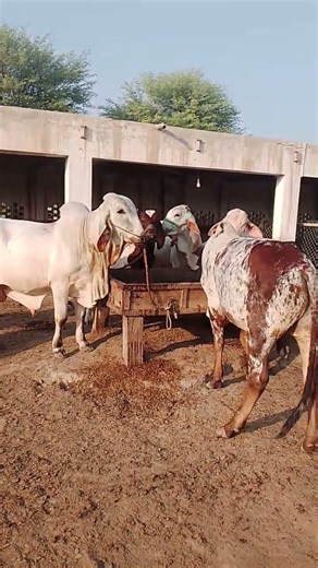 Bull Breeders || Animobirds 360