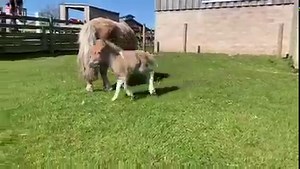 38K views · 1.3K reactions |  Meet our newest arrival  Philippa our gorgeous Shetland Pony foal was born here on the farm a week ago today (9/3/21). Both her and mum, Princess are happy and healthy, and are now back out in their paddock enjoying the sunshine and meeting visitors  | Heads of Ayr Farm Park | Facebook