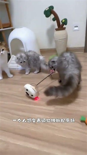 First Time Cat Teaser Fun: Little Kitten's Adventure
