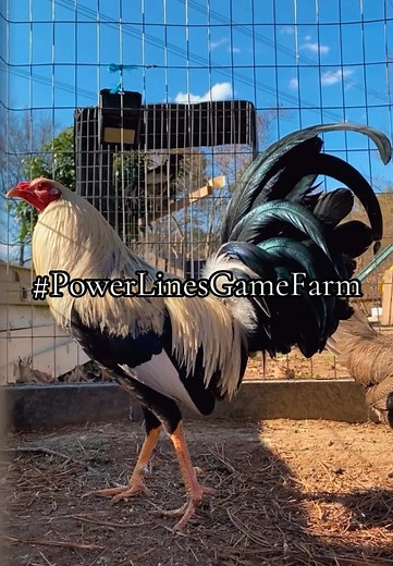 Game Fowl Breeding Techniques at Power Lines Game Farm