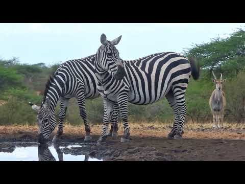 Zebra with Old Snare Wound