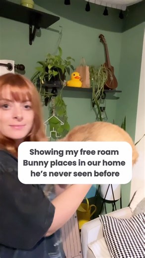234K views · 2.4K reactions | To be fair, Sonny’s seen more of the house than I have, and chewed more. 李癩 (I love this pet trend, I’m not sure who started the concept but it’s so cute I had to join in!) #bunny #freeroambunny #houserabbit #hollandlop | Smac McCreanor | Facebook