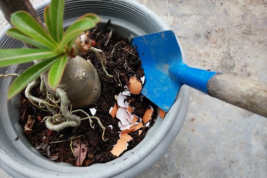 How to Use Eggshells for Plants and Make Your Garden Flourish