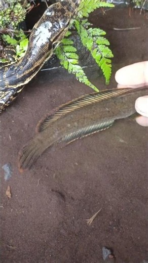 catching snakehead fish on live bait, northern - SNAKEHEAD FISH #shorts #fish #channa #viralvideo