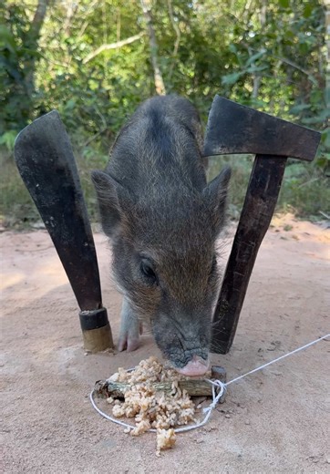 How to Build a Wild Pig Trap for Survival Skills
