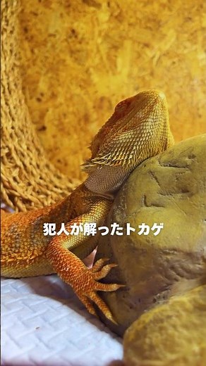 これから名推理を披露するトカゲ #フトアゴヒゲトカゲ #beardeddragon #爬虫類 #reptiles #癒し