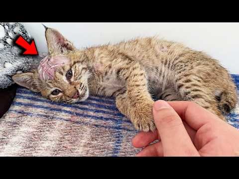 Baby Bobcat Suddenly Collapses—Dad Instantly Knew Something Was Terribly Wrong