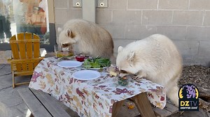 11K views · 1.4K reactions | We aren’t the only ones feasting today!...