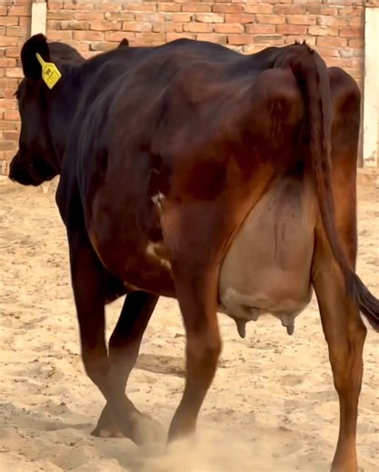 Exploring Mehdi Dairy Farm Practices in Arsal