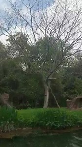 44 reactions | What's that sound? It's our ring-tailed lemur troop...