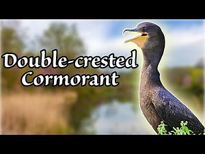 Double-crested Cormorant: Nature's expert divers