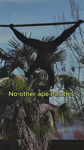 There Are 4 Types of Ape. You Probably Only Know 3. 🦧 | Wild Facts