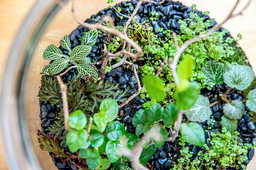 You Can DIY Your Own Terrarium in 7 Simple Steps—Here's How