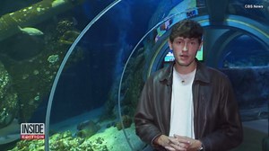 Scientists Say Sharks are Losing Teeth and That's Not Good