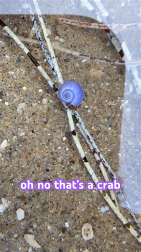 Blue banded hermit crab inside of a violet sea snail shell #rare