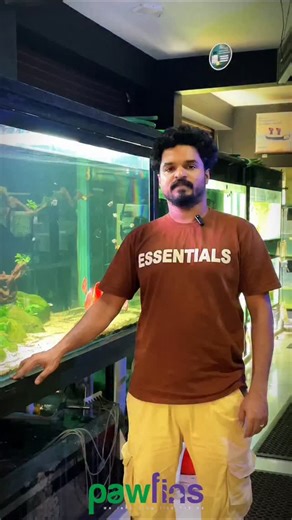 PAWFINS on Instagram: "10 Feet Planted Aquarium rescap . . . . . #pawfins #plantedaquariums #plantslover #plants #instagood #trending #explore #aquariumdesign"