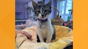 A Purr-Fect Fit Animal Rescue and Adoption Center preparing for kitten season, annual fundraiser