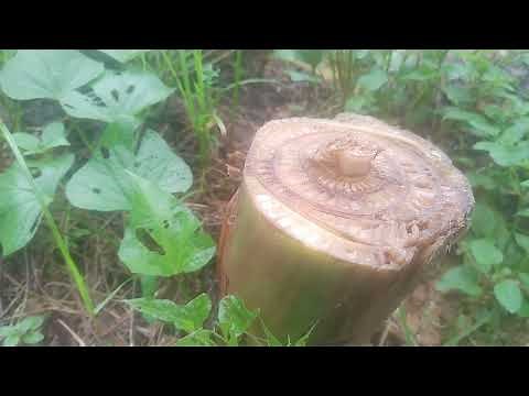 バナナの水耕栽培、バナナの挿し木などいろいろと試して観察して、また、楽しい朝の畑散歩