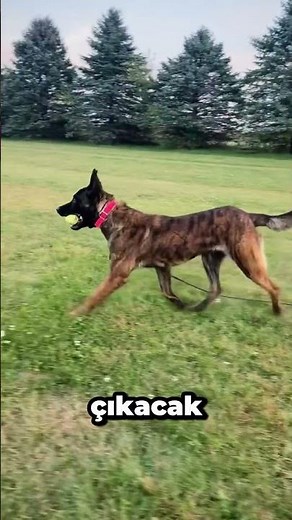 How are dogs like the Dutch Shepherd, Belgian Malinois, and Border Collie trained?