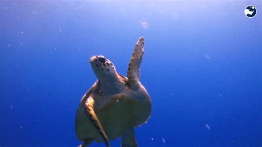 682K Turtles Return to Odisha Beaches in Historic Nesting Season!