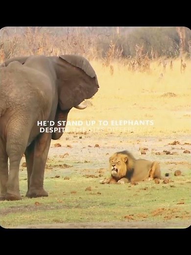 The legendary story of Lion King Cecil#animals #documentary #animalsworld #lions #wildlife